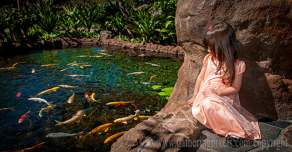 Koy Pond